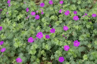 Geranium 'Khan'