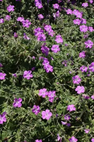 Geranium kishtvariense