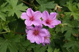 Geranium 'Light Dilys'