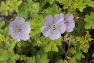 Geranium 'Lilac Ice'