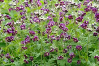 Geranium 'Limburg's Bronze Green'