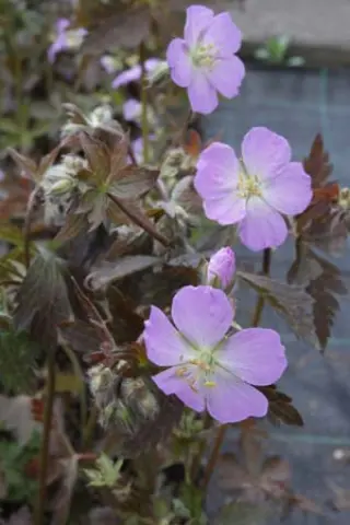 Geranium maculatum 'Copper Tiger'