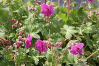 Geranium macrorrhizum 'Czakor'