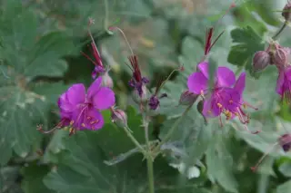Geranium macrorrhizum 'Czakor'
