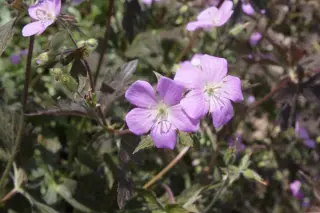 Geranium maculatum 'Elizabeth Ann'