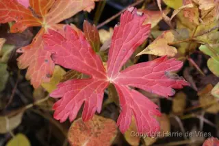 Geranium maculatum 'Elizabeth Ann'