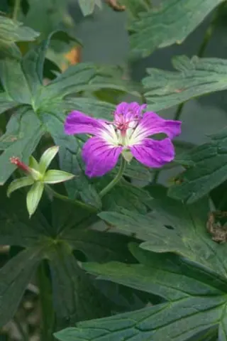 Geranium maculatum 'Espresso'