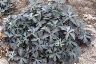 Geranium maculatum 'Espresso'
