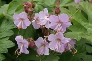 Geranium macrorrhizum 'Ingwersen'