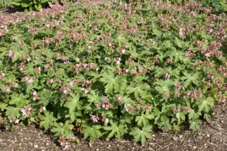 Geranium macrorrhizum 'Ingwersen'