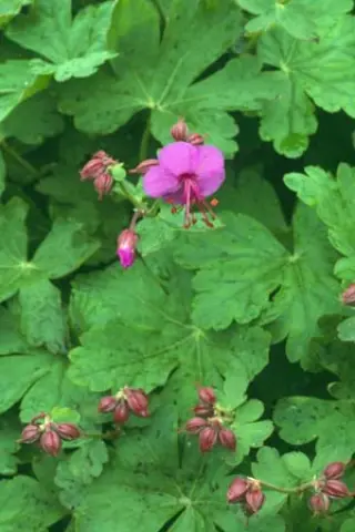 Geranium macrorrhizum 'Pindus'