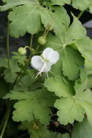 Geranium macrorrhizum 'White-Ness'