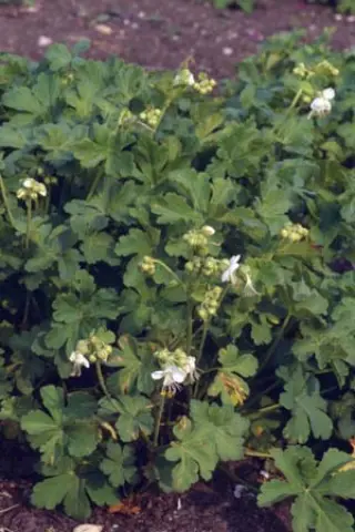 Geranium macrorrhizum 'White-Ness'