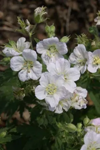Geranium 'Mary Mottram'