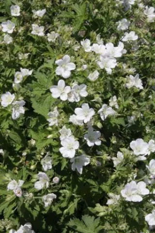 Geranium 'Mary Mottram'