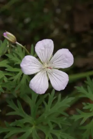 Geranium meeboldii (G.himal. meeb.)
