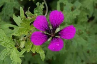 Geranium 'Nicola'