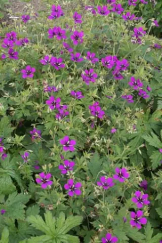 Geranium 'Nicola'