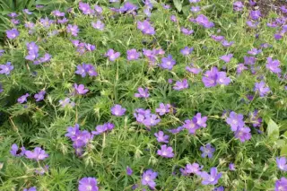 Geranium 'Nimbus'