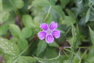 Geranium nodosum 'Fieldings Folly' (Was 'Tony's Talisman')