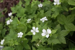 Geranium nodosum 'Silverwood'
