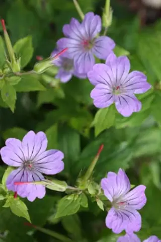 Geranium nodosum 'Svelte Lilac'