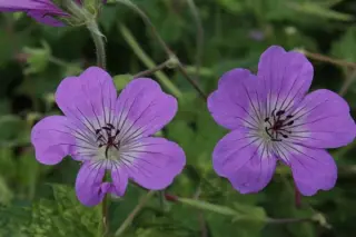 Geranium 'Nora Bremner'