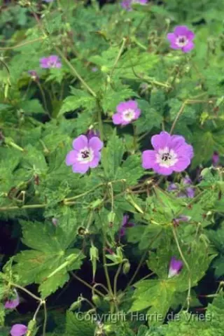 Geranium 'Nora Bremner'