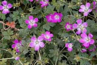 Geranium 'Orkney Cherry'
