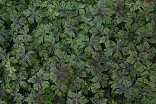 Geranium x oxonianum 'Celine'