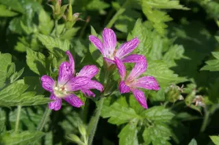 Geranium x oxonianum 'Kate Moss'