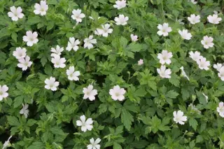 Geranium x oxonianum 'Maurice Moka'