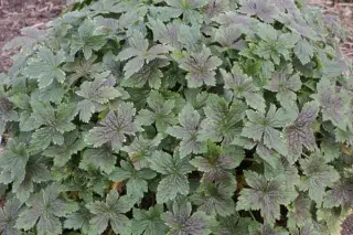 Geranium x oxonianum 'Maurice Moka'