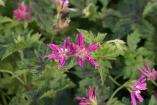 Geranium x oxonianum 'Sue Cox'
