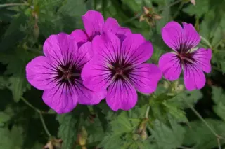 Geranium 'Patricia' (Endr. x Psilost.)