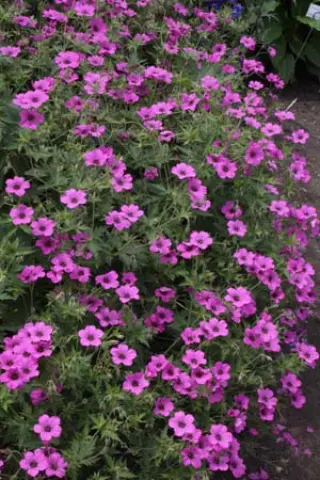 Geranium 'Patricia' (Endr. x Psilost.)