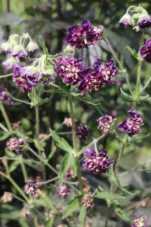 Geranium phaeum 'Joseph Green'