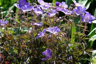 Geranium phaeum 'Judith's Blue'