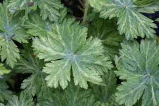Geranium phaeum 'Margaret Wilson'