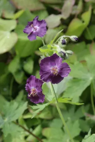 Geranium phaeum 'Raven'