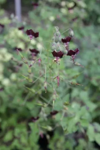 Geranium phaeum 'Saturn'