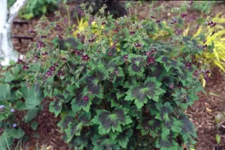 Geranium phaeum 'Samobor'