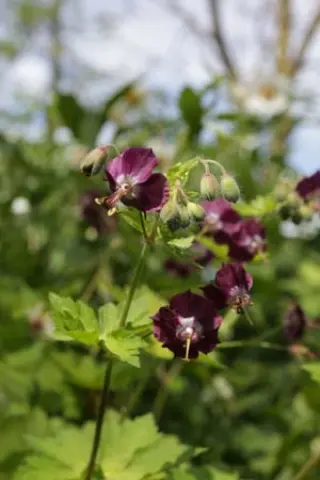 Geranium phaeum 'Séricourt'