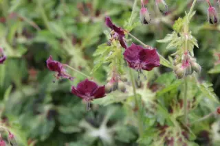 Geranium phaeum 'Springtime Zaailing'