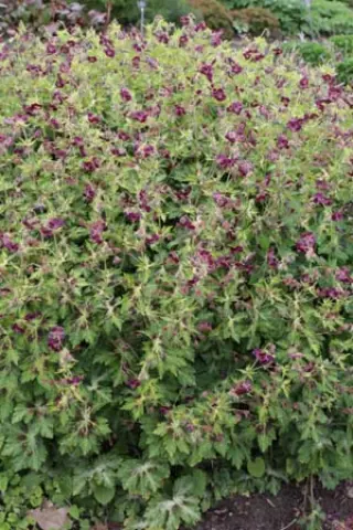 Geranium phaeum 'Springtime Zaailing'