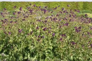 Geranium phaeum 'Springtime'