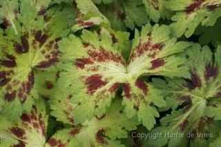 Geranium phaeum 'Springtime'