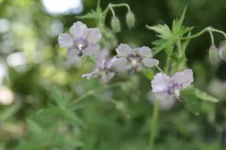 Geranium phaeum 'Wendy's Blush'