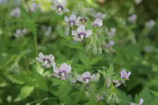 Geranium phaeum 'Wendy's Blush'