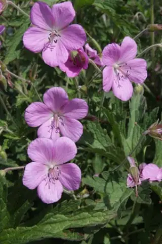 Geranium pratense 'Elizabeth Yeo'